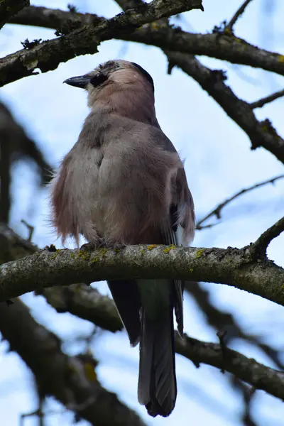 Close Zijaanzicht Van Een Lente Kaukasische Vogel Jay Garrulus Glandarius — Stockfoto