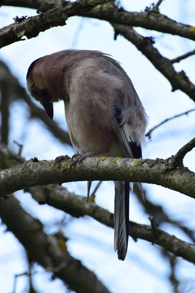 春の鳥青い翼を持つジェイ ガルルス グランダリウスは 北コーカサスの麓にあるカエデの木の枝を見下ろしています — ストック写真