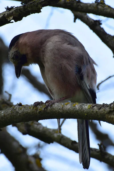 Oiseau Mousseux Printemps Jay Garrulus Glandarius Aux Ailes Bleues Assoit — Photo