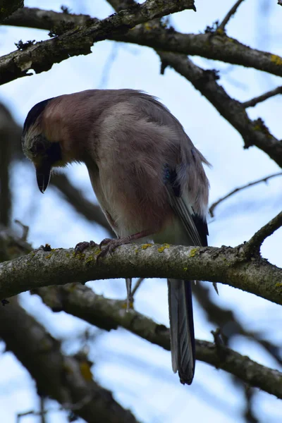 Spring Pluizige Vogel Jay Garrulus Glandarius Met Blauwe Vleugels Zit — Stockfoto