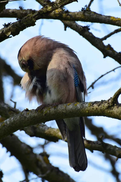 Bahar Renkli Kuş Jay Garrulus Glandarius Mavi Kanatlı Kuzey Kafkasya — Stok fotoğraf