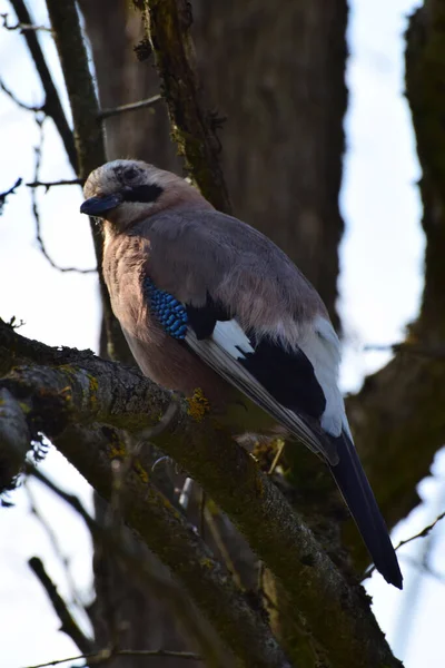 Close Van Een Jonge Pluizige Meerkleurige Gaai Garrulus Glandarius Met — Stockfoto