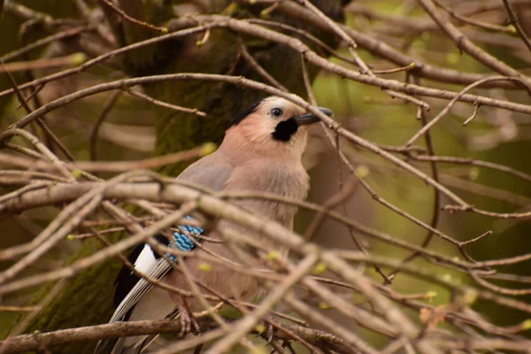 Kaukasische Jonge Nieuwsgierige Vogel Jay Garrulus Glandarius Zit Takken Van — Stockfoto