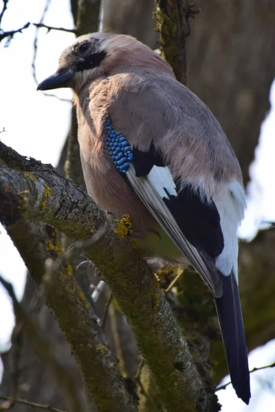 Close Jonge Pluizige Meerkleurige Gaai Garrulus Glandarius Met Blauwe Vleugels — Stockfoto