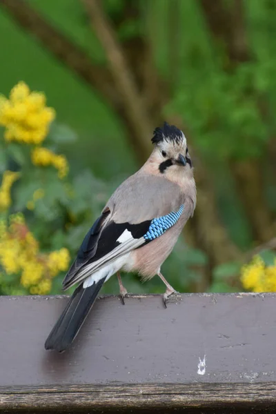 Bahar Kuşu Jay Garrulus Glandarius Kuzey Kafkasya Nın Eteklerindeki Bir — Stok fotoğraf