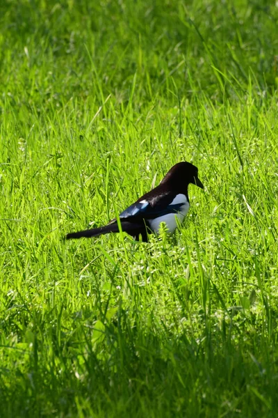 Beyaz kanatlı siyah saksağan Pica pica Kuzey Kafkasya 'nın eteklerindeki yeşil çimlerde yiyecek arıyor                               