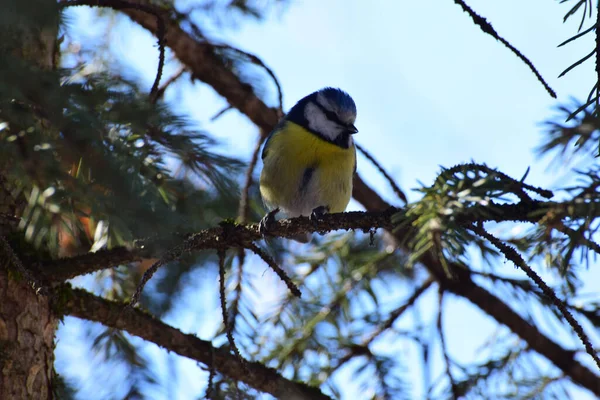 Spring Fluffy Blue Yellow Tit Cyanistes Caeruleus Sits Branch Spruce — Zdjęcie stockowe