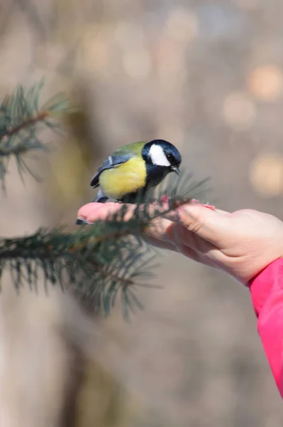 Spring Yellow Black Tit Parus Major Sits Palm Hand Foothill — Stockfoto