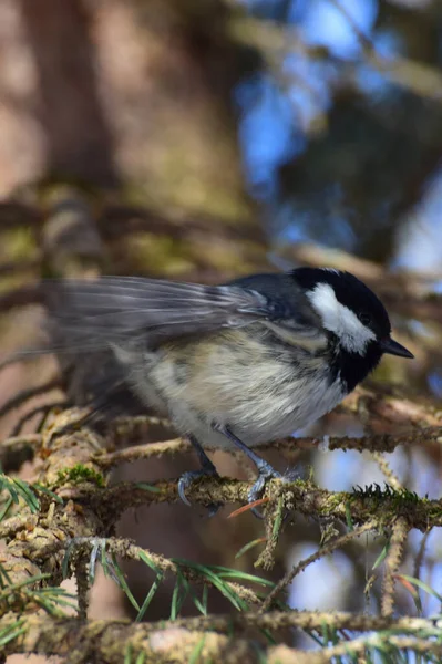Close Small Furry Tit Periparus Ater Sitting Spruce Branch Foothills — Stockfoto