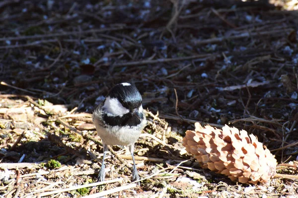 Close Fluffy Tit Permaparus Ater Sitting Forest Litter Fir Foothills — 스톡 사진