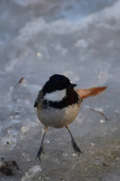 Spring Fluffy Black Tit Periparus Ater Sits Rests Foothills Caucasus — Fotografia de Stock