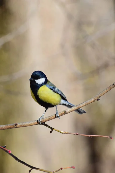 Close Yellow Black Tits Parus Major Sits Branch Tree Foothills — Stockfoto