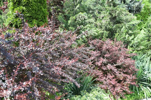  Kafkasya 'nın dağ parkındaki Böğürtlen, yukka ve thuja bitkilerinin yaz manzarası.