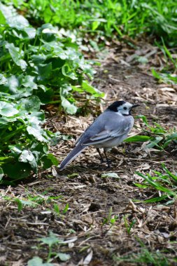 Yay Kuyruklu Motacilla albası Kuzey Kafkasya eteklerinin eteklerindeki yeşil çimlerde oturur.                               