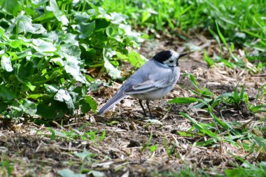  Siyah başlı beyaz Wagtail Motacilla alba Kuzey Kafkasya 'nın eteklerindeki yeşil çimlerde dinleniyor.                              