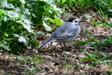 Siyah başlı beyaz Wagtail Motacilla alba Kuzey Kafkasya 'nın eteklerindeki yeşil çimlerde oturur.                               