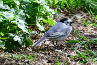 Beyaz Wagtail Motacilla alba Kuzey Kafkasya 'nın eteklerindeki yeşil çimlerde dinleniyor ve oturuyor.                               