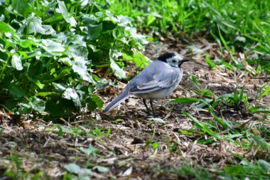 Beyaz Wagtail Motacilla alba Kuzey Kafkasya 'nın eteklerindeki yeşil çimlerde dinleniyor ve oturuyor.                               