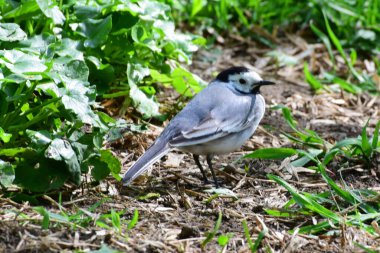 Bahar Vagon Kuyruklu Motacilla alba Kuzey Kafkasya 'nın eteklerindeki çayırlarda dinleniyor ve oturuyor.                               