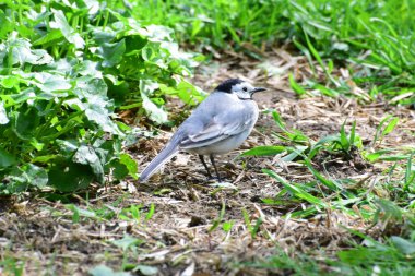  Beyaz Wagtail Motacilla alba Kuzey Kafkasya 'nın etek parkındaki çimlerde dinleniyor.                              