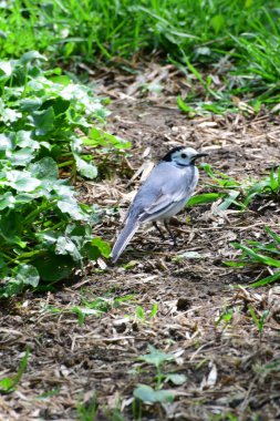 Beyaz Wagtail Motacilla alba Kuzey Kafkasya 'nın etek parkındaki çimlerde dinleniyor.                               
