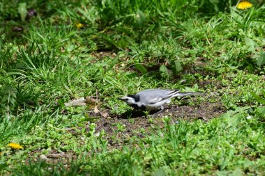 Gri tüylü beyaz Wagtail Motacilla alba Kuzey Kafkasya 'nın eteklerindeki yeşil çimlerde avlanıyor.                               