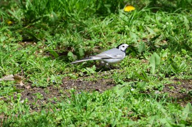 Beyaz Wagtail Motacilla alba, siyah başlı ve gri tüylü Kuzey Kafkasya 'nın eteklerindeki yeşil çimlerde avlanır.                               