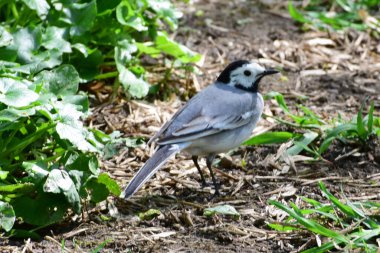   Beyaz Wagtail Motacilla alba, siyah kafalı ve gri tüylü Kuzey Kafkasya 'nın eteklerindeki çayırlarda oturuyor.                             