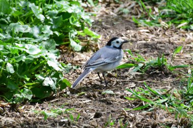   Beyaz Wagtail Motacilla alba, siyah kafalı ve gri tüylü Kuzey Kafkasya 'nın eteklerindeki çayırlarda oturuyor.                             