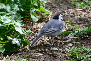 Genç beyaz Wagtail Motacilla alba, siyah kafalı Kuzey Kafkasya 'nın eteklerindeki çayırlarda oturuyor.                               
