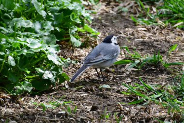 Genç beyaz Wagtail Motacilla alba, siyah kafalı Kuzey Kafkasya 'nın eteklerindeki çayırlarda oturuyor.                               
