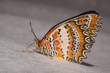  Geniş kanatları, antenleri ve hortumları pıhtıda oturan boyalı siyah bir kelebeğin yakın çekimi.