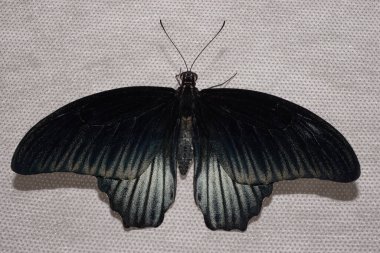 Geniş kanatları, antenleri ve hortumları pıhtıda oturan siyah, renkli bir kelebeğin yakından görüntüsü.