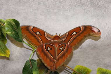 Kumaşın üzerinde büyük kanatları, antenleri ve hortumları olan parlak ve kahverengi renkli bir kelebek.                              