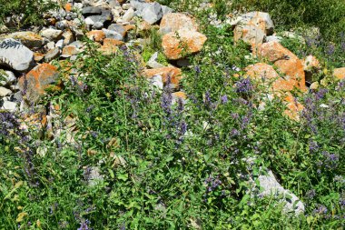 Kafkasya Dağı 'ndaki Cherek-Balkarian Geçidi' nde granit taşların üzerinde mavi çiçekleri olan dağ çiçekleri.