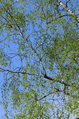 Bahar dalları Kuzey Kafkasya 'nın eteklerindeki mavi gökyüzünde yeşil yapraklı beyaz huş ağacı Betula pendulası.                               