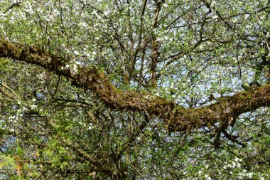  Crataegus Oxyacantha Hawthorn 'un bahar dalları. Beyaz çiçekler ve yeşil yapraklarla kaplı. Kuzey Kafkasya' nın etek parkında.