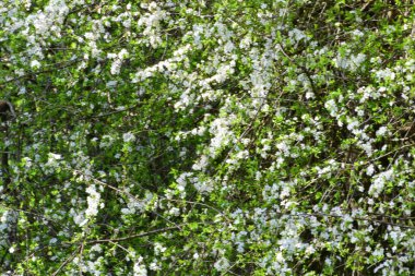  Kuzey Kafkasya eteklerindeki dağ eteklerinde yetişen beyaz çiçekler ve yeşil yapraklı Crataegus oxyacantha Hawthorn 'un bahar dalları                              