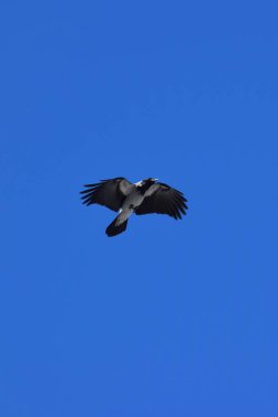 Kafkasya 'nın eteklerinde mavi gökyüzünde uçan açık kanatlı gri karga Corvus Corvus Cornix' in yakın çekimi                               