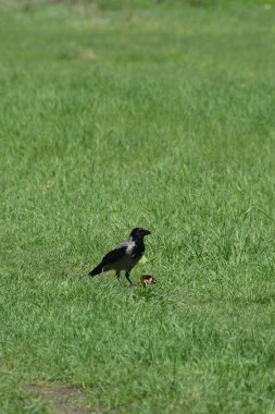 Kafkasya 'daki bir dağ parkında bahar çimlerinde bir Corvus karga yakın çekim                               