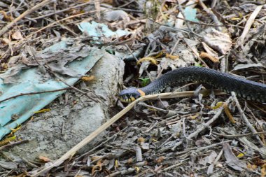  Su yılanı Natrix Tessellata (Natrix natrix natrix) ve turuncu lekeler, Kuzey Kafkasya 'nın eteklerinde yapraklarla hızla yerde sürünüyorlar.                              
