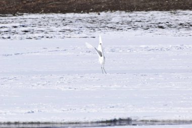 Beyaz balıkçıl Ardea Alba, Kafkasya 'nın eteklerinde kışın donmuş bir gölde açık kanatlı.                               