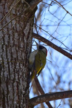 Yeşil ağaçkakan Picus viridis yan görüntüsü uzun gagalı bir ıhlamur ağacının gövdesinde uzanır mavi gökyüzüne karşı ilkbaharda Kuzey Kafkasya 'nın eteklerinde.                               