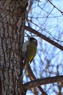 Yeşil ağaçkakan Picus viridis yan görüntüsü uzun gagalı bir ıhlamur ağacının gövdesinde oturmakta baharda mavi gökyüzüne karşı Kuzey Kafkasya 'nın eteklerinde                               