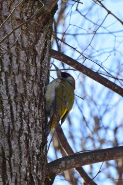 Yeşil ağaçkakan Picus Viridis 'in yakın planında uzun gagalı Picus, baharda Kuzey Kafkasya' nın eteklerinde mavi bir gökyüzüne karşı ıhlamur ağacının gövdesinde oturur.                               