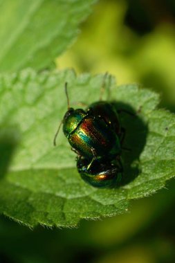 Kafkasya Dağları 'ndaki Isırgan otu Lamium albümünde oturan Chrysolina Herbacea adlı iki yeşil böceğin yakın çekimi                              