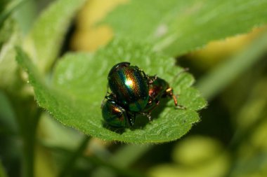Kafkasya Dağları 'ndaki bir ısırgan otu yaprağı Lamium albümünün üzerinde antenli üç küçük yeşil böcek.                               