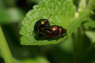 Kafkasya Dağları 'ndaki bir ısırgan otu yaprağı Lamium albümünün üzerinde antenli iki yeşil böcek.                              