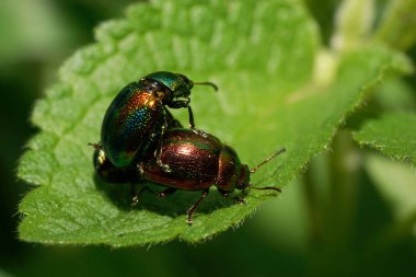 Kafkasya Dağı 'ndaki ısırgan otu yaprağının üzerinde oturan Lamium albümünün antenli küçük yeşil böcek Chrysolina herbacea.