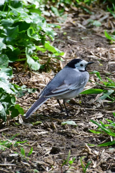 Motacilla Alba Con Cabeza Negra Sienta Hierba Verde Parque Las —  Fotos de Stock